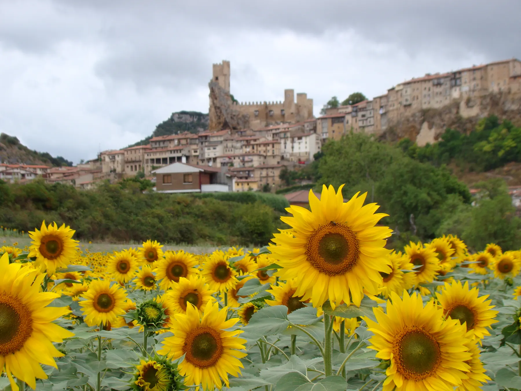 Campo de girasoles a los pies del pueblo, con el castillo al fondo