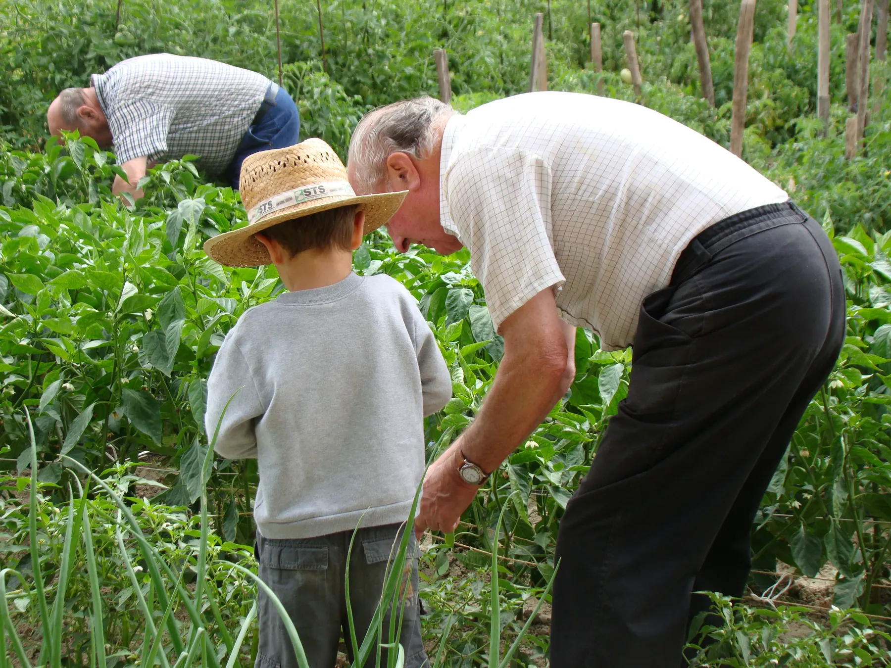 Abuelo y nieto trabajando juntos en la huerta