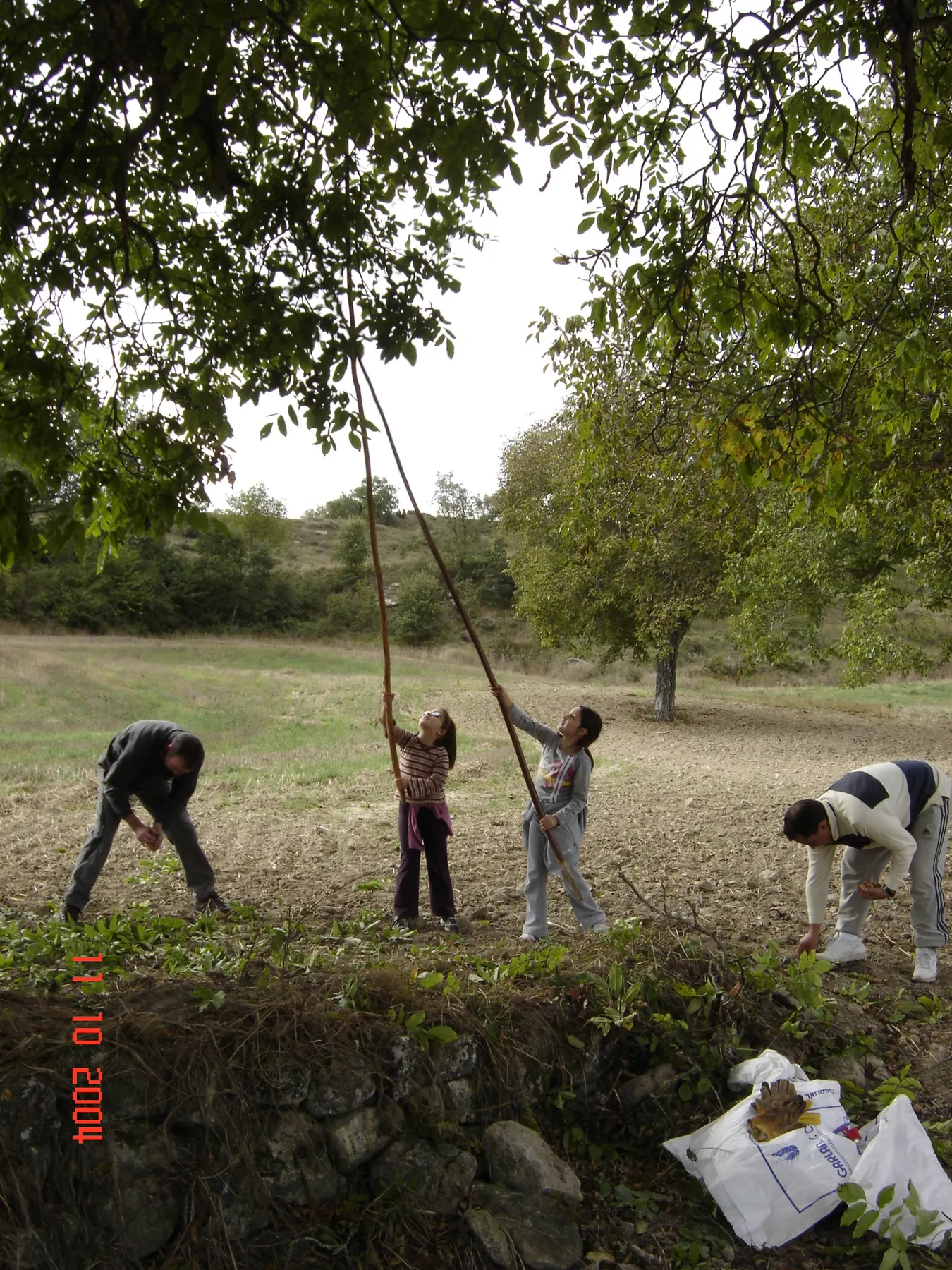 Otoño: la familia vareando las nueces en el campo